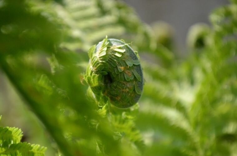 Zu sehen ist eine Nahaufnahme eines Farns, der sein Blatt langsam ausrollt.