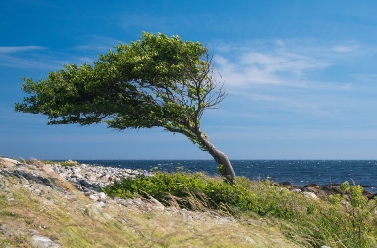 Baum an der Küste, der durch die Witterung stark nach links geneigt wurde.