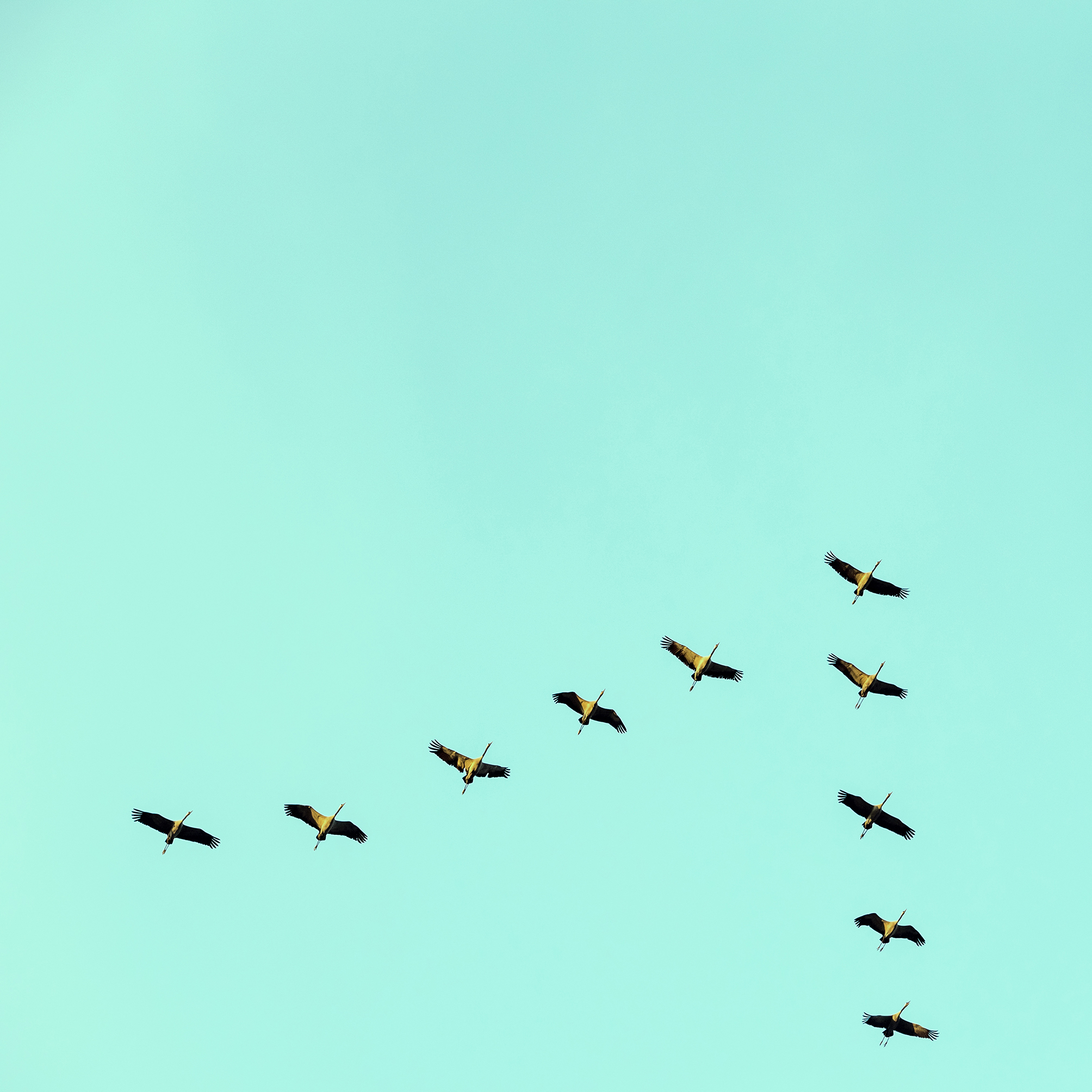 Ein Schwarm Vögel in V-Formation am Himmel.