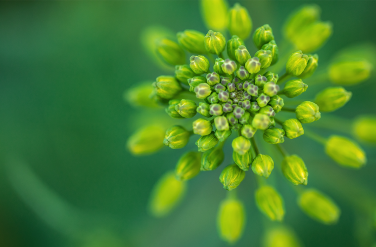 Grüne Knospen einer Blüte