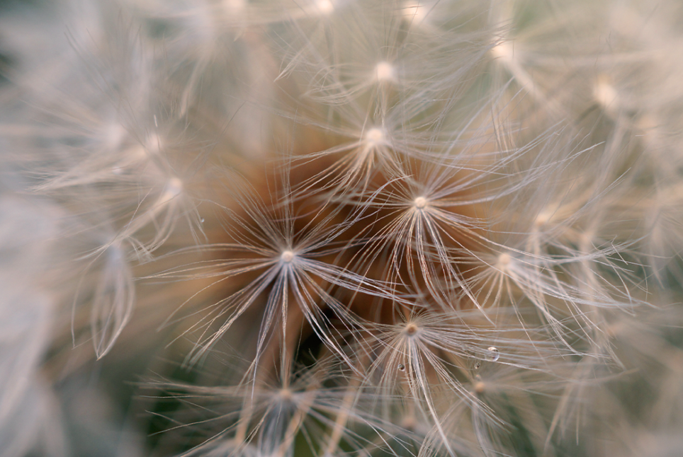 Die Blüte eines Löwenzahns