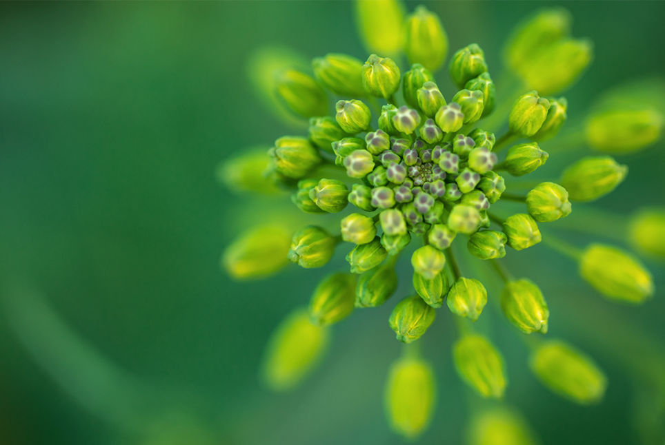 Grüne Knospen einer Blüte